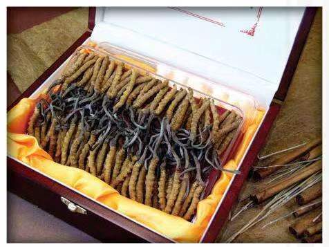 齐干却勒街道冬虫夏草回收